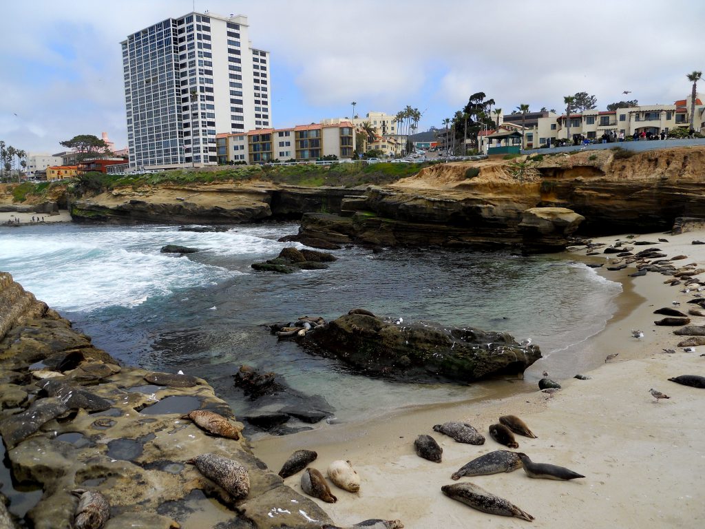 Children's Pool many Harbor seals rocks