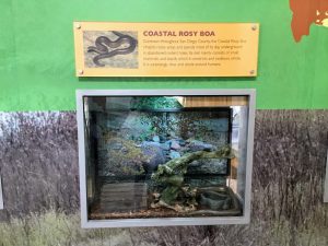 Coastal Rosy Boa