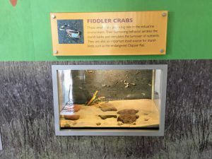 Fiddler Crab Display