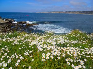 La Jolla Cove Best Beaches of La Jolla