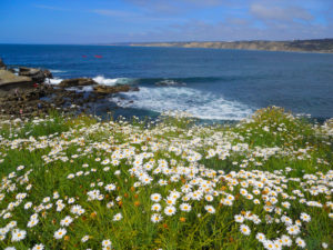 La Jolla Bluffs wild flowers foreground