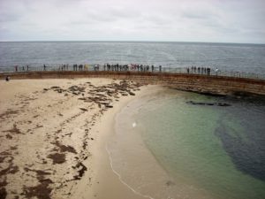 La Jolla Childrens Pool harbor seals people looking