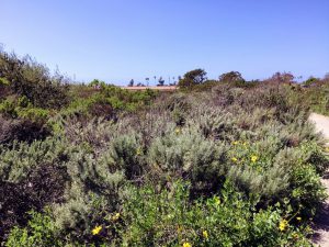 Coastal Sage Scrub Plants