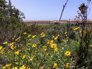 Bush Sunflower