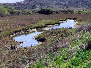 Water hole at San Elijo Lagoon