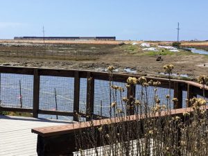 Amtrak Train San Elijo Lagoon Nature Center