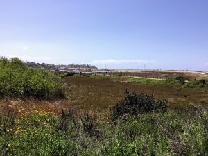 California Sage Scrub Plants looking SW