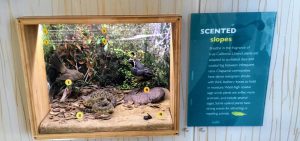 Scented Slopes Display San Elijo Lagoon Nature Center