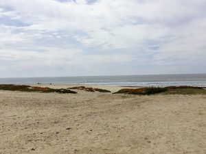 Saint Malo Beach ice plant