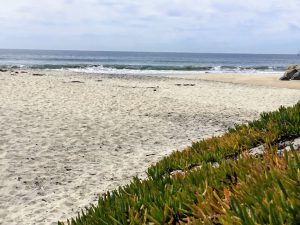 Ocean waves beach iceplant