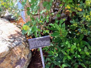 Basket Bush Native Garden