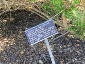 California Sagebrush Information