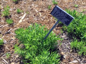 Carmel Mountain Lilac Native Garden