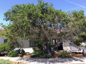 Coastal Live Oak outside Discovery Center