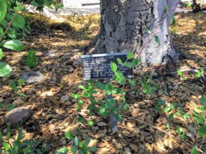 Coast Live Oak Information sign