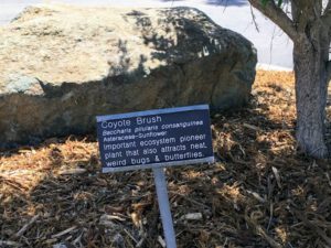 Coyote Brush Native Garden Information