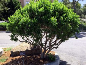 Coyote Brush Near Parking Lot Native