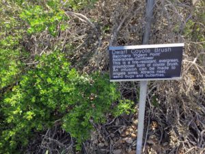 Dwarf Coyote Brush Native Garden