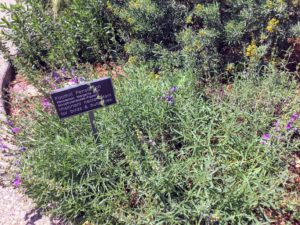 Foothill penstemon