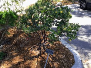 Franciscan manzanita Native Garden