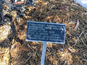 Franciscan manzanita Native Garden Discovery Center