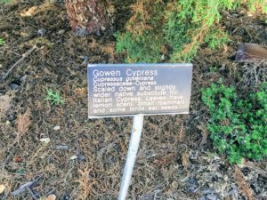 Gowen Cypress Information