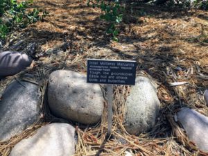 Inner Monterey Manzanita native garden