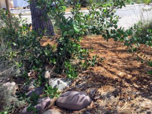 Inner Monterey Manzanita Plant Native Garden