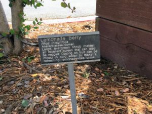 Lemonade Berry Sign Native Garden