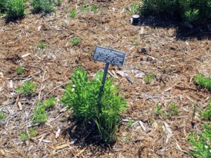 Narrow-leaf Milkweed Native Garden