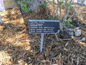 Torrey Pine Tree information sign