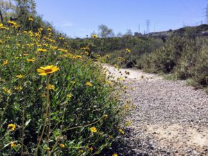 Bush Sunflower on trail