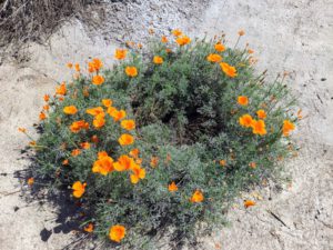 California Poppies Agua Hedionda Lagoon Discovery Center