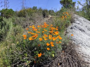 California Poppy Agua Hedionda Lagoon Discovery Center Trail