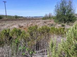 California Coastal Sage Scrub Agua Hedionda Lagoon