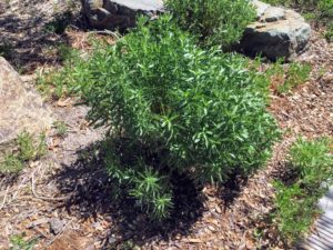 Western Yarrow Plant Native Garden