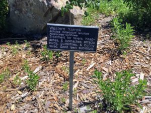 Western Yarrow Information