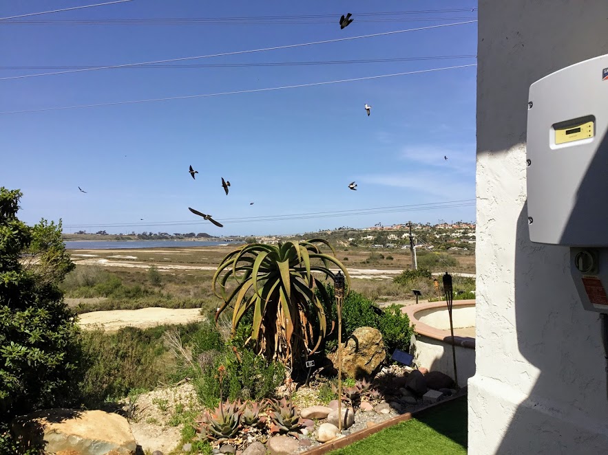 Swallows outside Agua Hedionda Lagoon Discovery Center