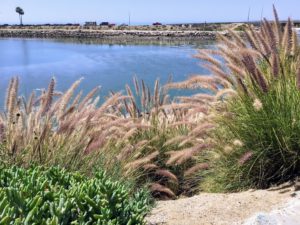 Fountain Grass Agua Hedionda Lagoon