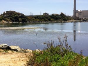 Agua Hedionda Lagoon mudflats with birds