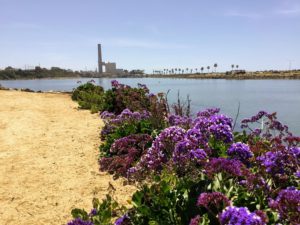 Algerian Sea Lavender Agua Hedionda Lagoon
