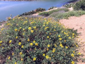 Bush Sunflower Agua Hedionda Lagoon