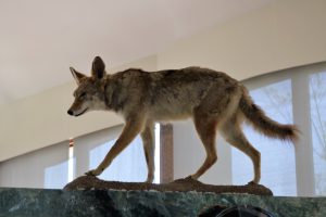 Coyote Display San Elijo Lagoon Nature Center