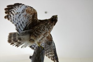 Cooper's Hawk