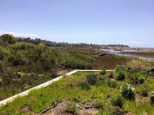 Second Story View From San Elijo Lagoon Nature Center