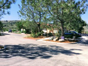 Two Torrey Pine Trees outside the Center