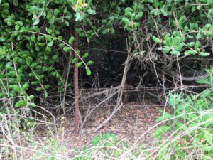 Animal Habitat Trestles Beach Trail