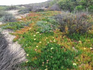 Hottentot-fig Next To Trail Trestles Beach