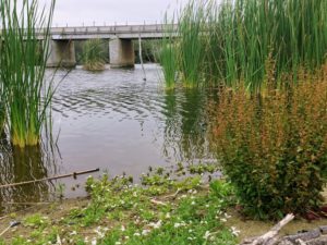 San Mateo Lagoon bulrush goldenbush hottentot-fig