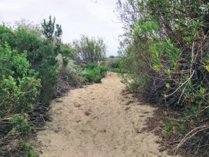 Trail on Beach Trestles
